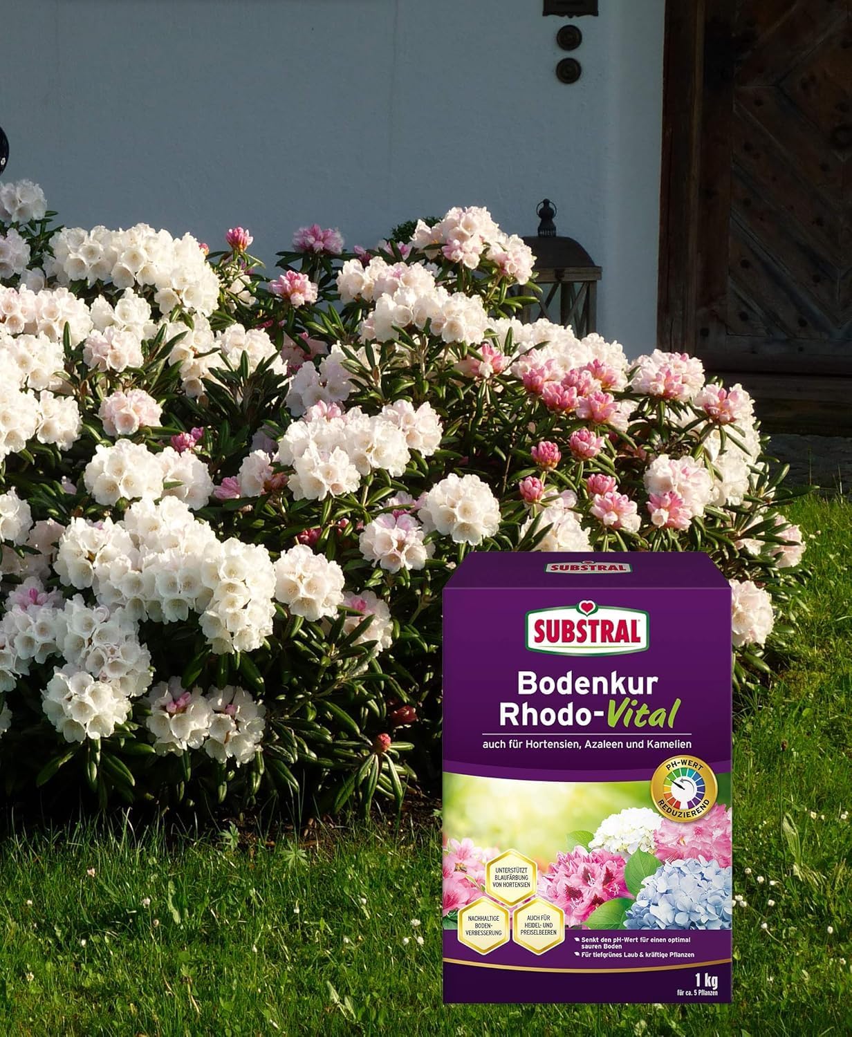 Substral Bodenkur Rhodo - Vital für Rhododendren Azaleen Hortensien Himbeeren Preiselbeeren Heidelbeeren u.a. 1kg — Ansicht 4