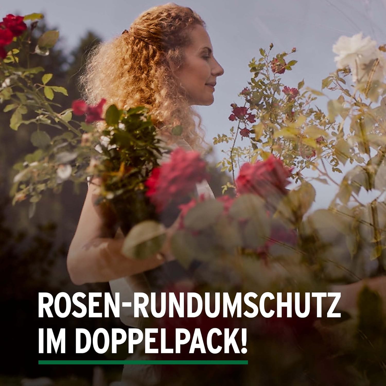 Substral Celaflor Combi-Rosen, 1x7,5 + 1x4 ml Konzentrate, wirkt von innen, Konzentrat gegen Pilze und Schädlinge — Ansicht 4
