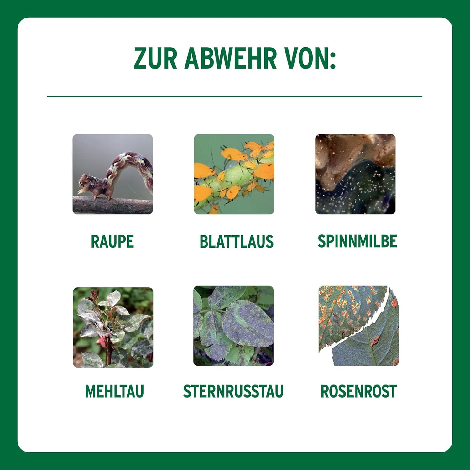 Substral Celaflor Combi-Rosenspritzmittel, 1x15+2x4ml, Rundumschutz für Rosen, gegen Schädlinge und Pilzkrankheiten — Ansicht 5