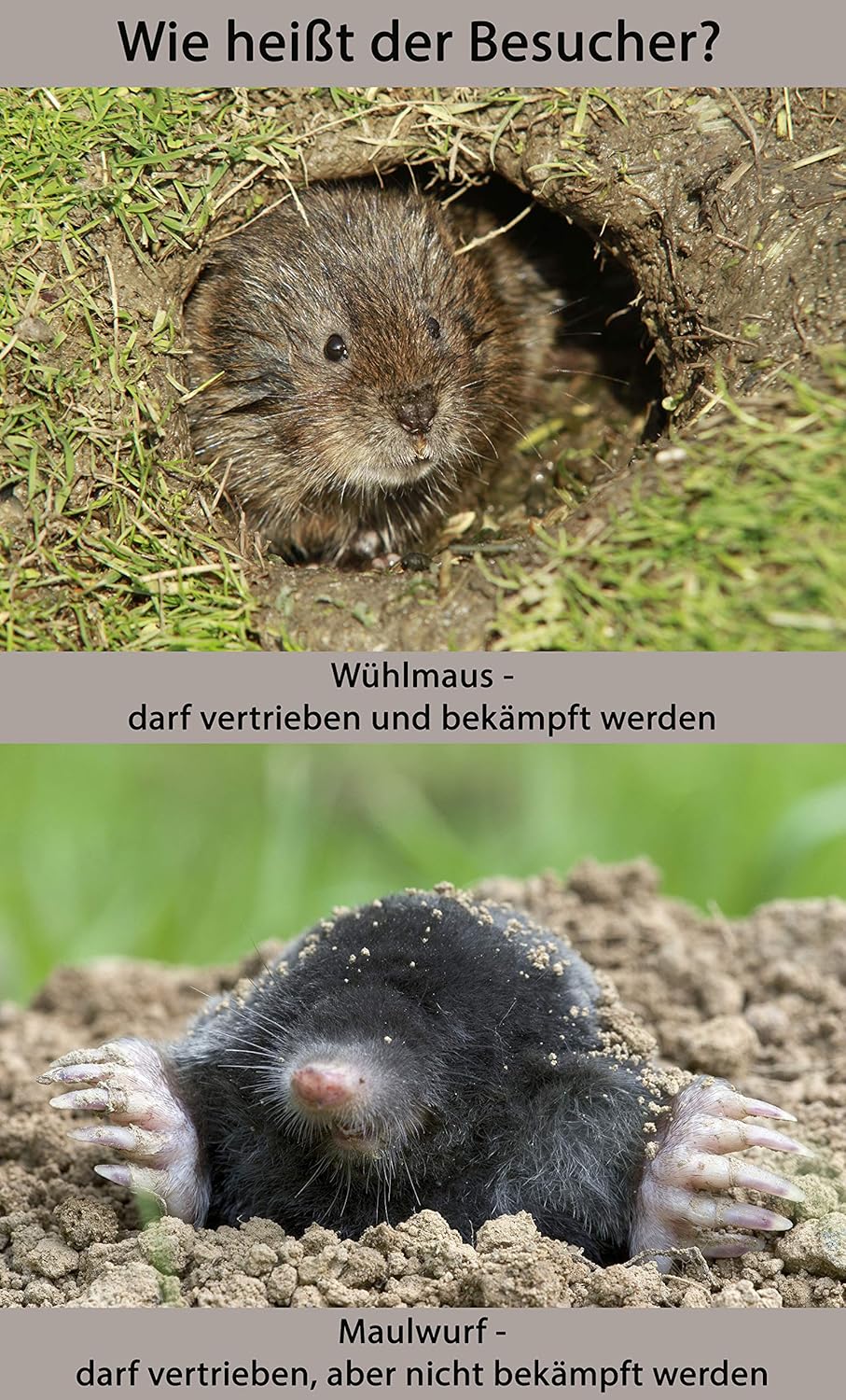 Substral Celaflor Maulwurf-Frei, Abwehr- und Vertreibungsmittel zum Vertreiben von Maulwürfen, 50 Stück — Ansicht 3