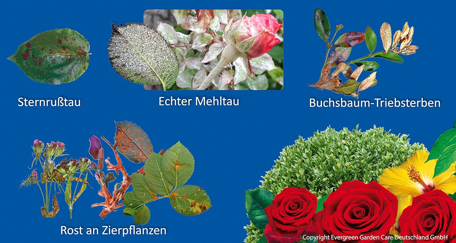 Substral Celaflor Rosen- und Zierpflanzen Pilzfrei Saprol, 4x4ml, Konzentrat gegen Pilzkrankheiten an Rose, Zierpflanze u. Gemüse — Ansicht 4