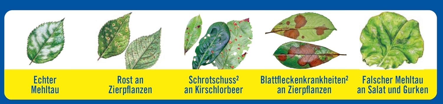 Substral Celaflor Rosen- und Zierpflanzen Pilzfrei Saprol, 4x4ml, Konzentrat gegen Pilzkrankheiten an Rose, Zierpflanze u. Gemüse — Ansicht 5