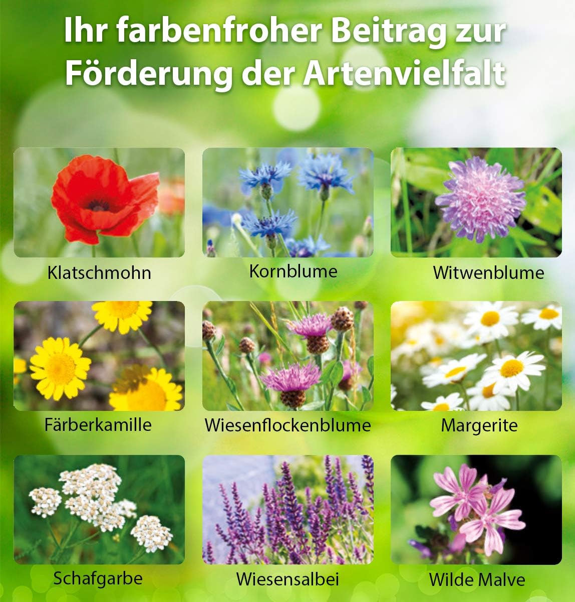 Substral Die Blumenwiese Rasen- & Blumensamen für ein attraktives Bienen- und Nützlingsparadies, 800 g (Packung mit 2) — Ansicht 3