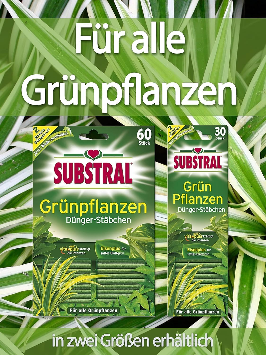 Substral Dünger - Stäbchen für Grünpflanzen mit Eisen - Plus und 2 Monate Langzeitwirkung 30 Stück — Ansicht 3