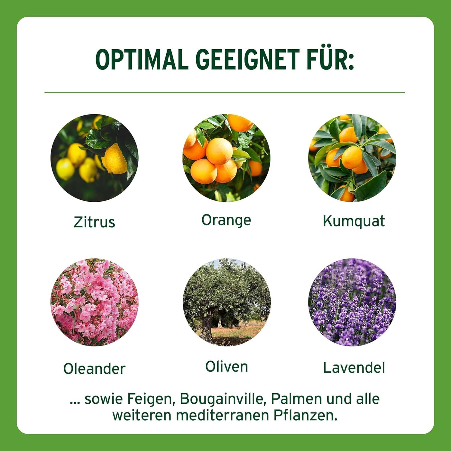 Substral Langzeit Depotdünger für Zitrus & mediterrane Pflanzen 750g für Bougainville Oleander Feigen u.a. — Ansicht 4
