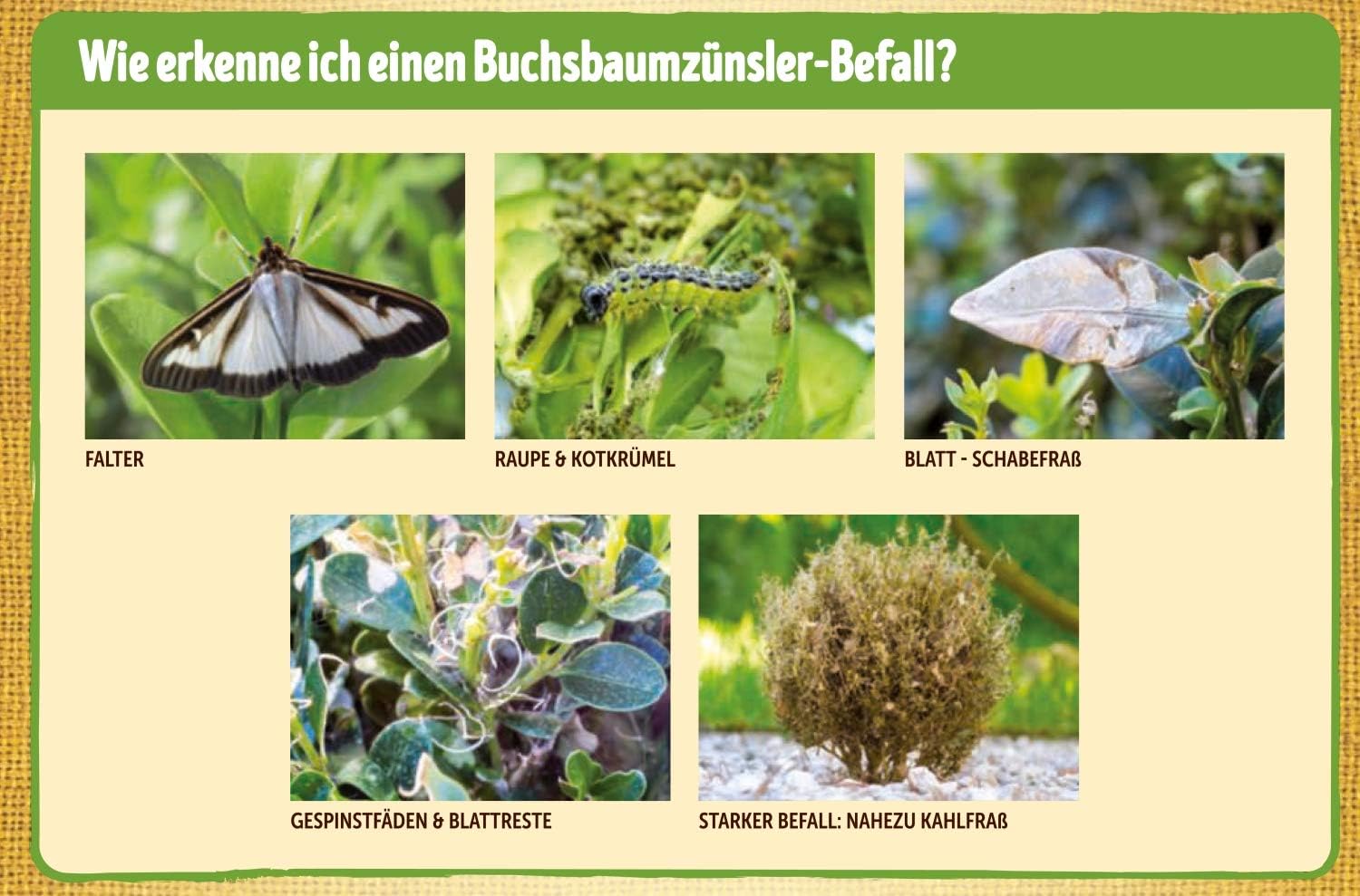 Substral Naturen Bio Buchsbaumzünsler Falle zur Befallskontrolle, insektizidfrei, mit Pheromon Lockstoff, wirkt 6 Monate — Ansicht 6