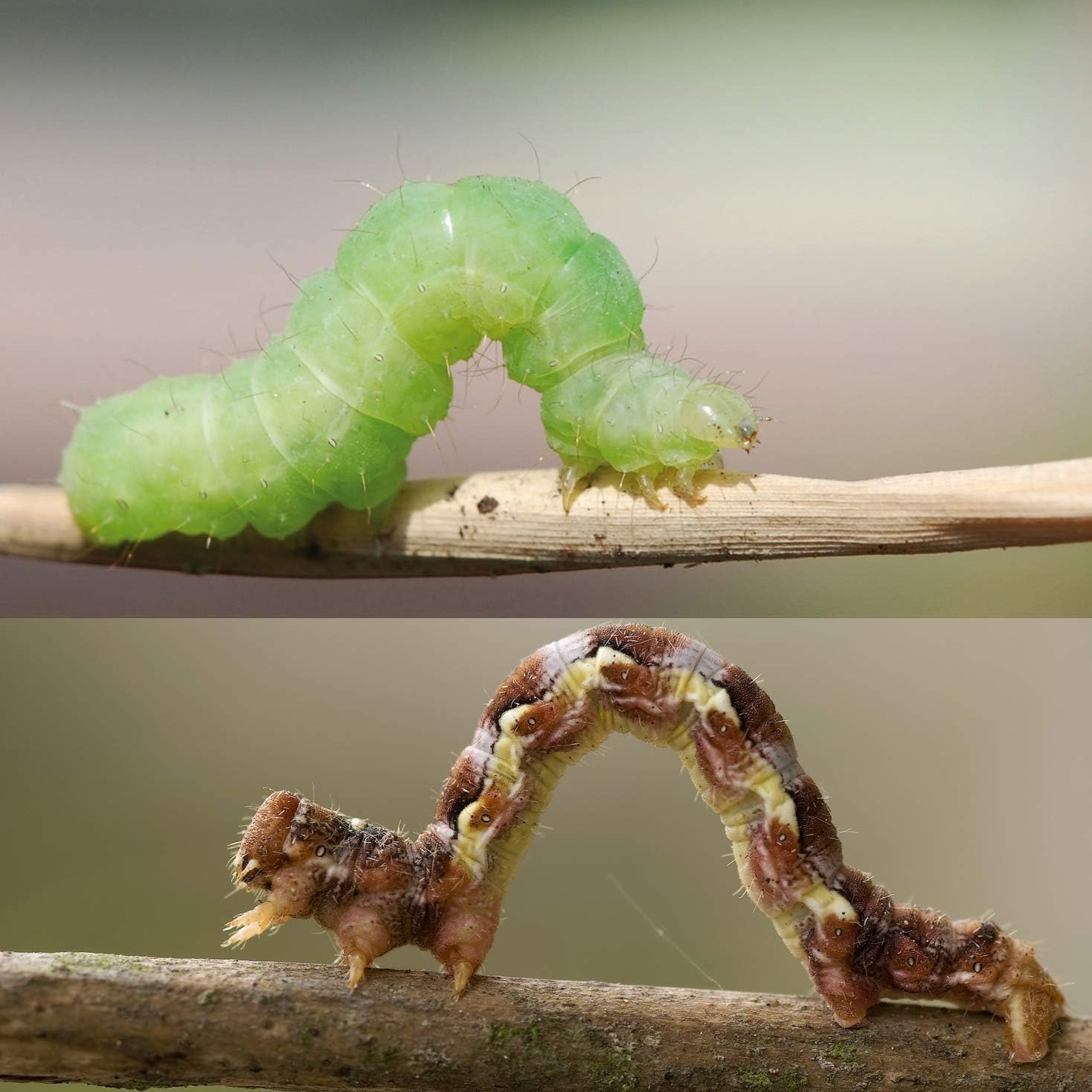 Substral Naturen Bio Leimring Raupenleimring inkl. Bindedraht gegen Raupen Ameisen und andere Schadinsekten 5m — Ansicht 5