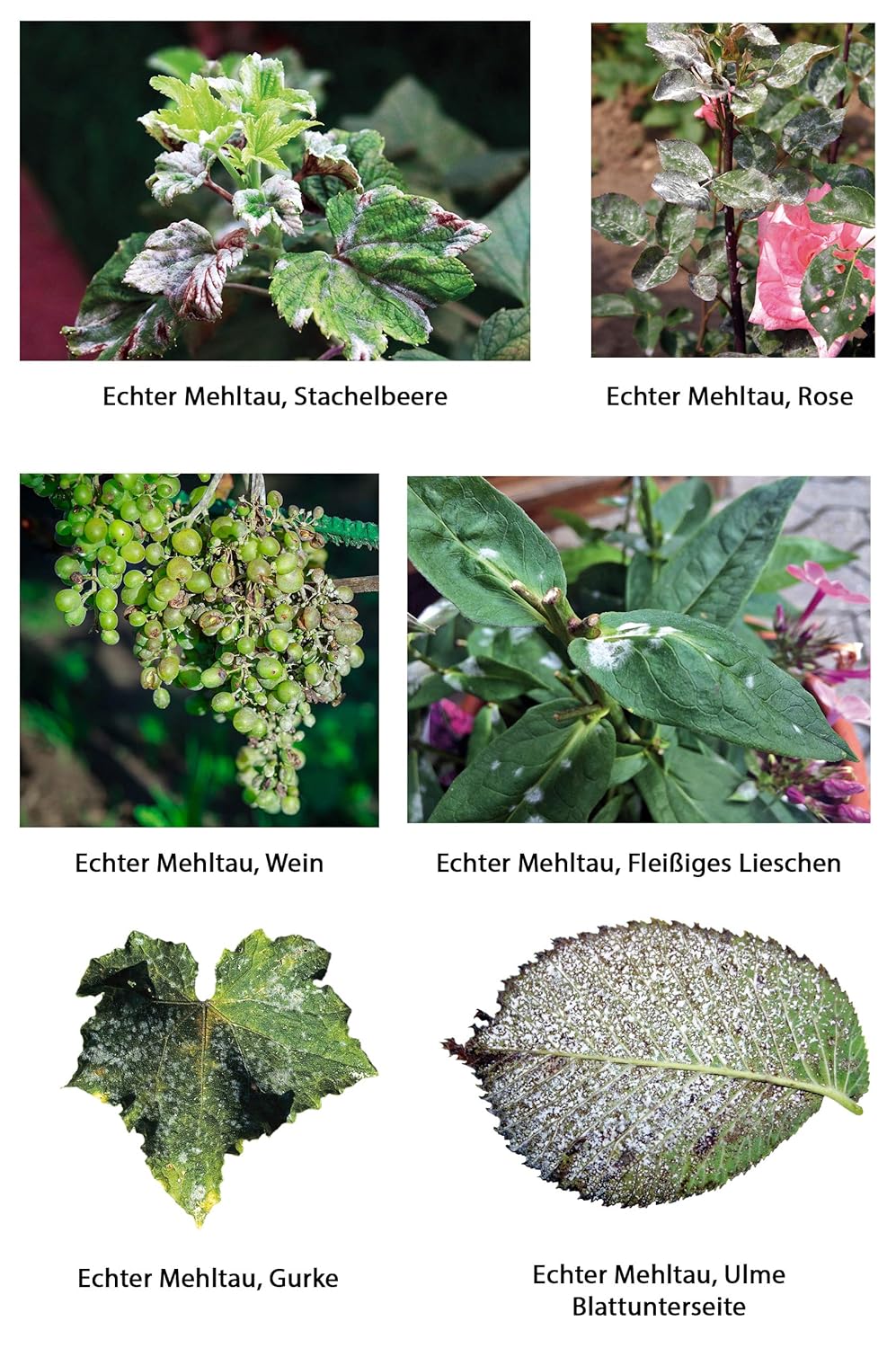 Substral Naturen Bio Netzschwefel Mehltau Pilzfrei, 6x10g - Biologisches Spritzpulver gegen Pilzkrankeiten an Pflanzen (Packung mit 2) — Ansicht 3