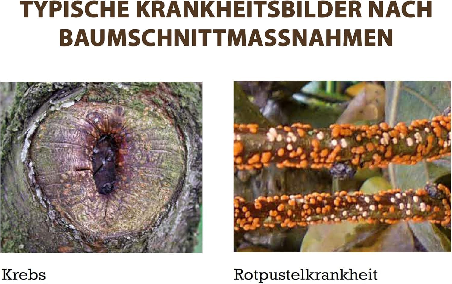 Substral Naturen Bio Wundbalsam 350g Wundverschlussmittel das elastische Baumpflaster nach dem Baumschnitt — Ansicht 3