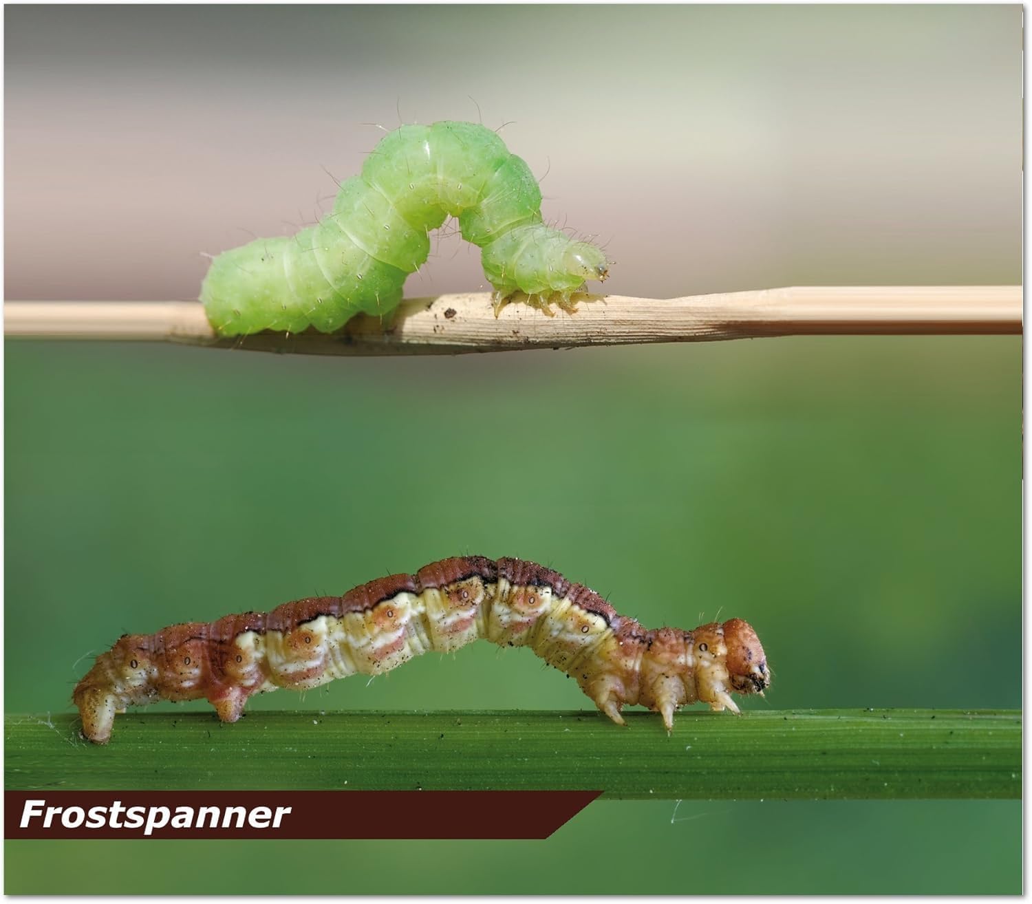 Substral Naturen Bio Zünsler - und Raupenfrei XenTari 8x2,5g biologisches Spritzpulver gegen Buchsbaumzünsler und Schadraupen — Ansicht 3