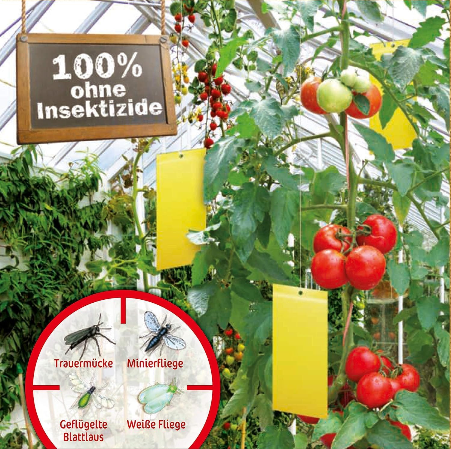 Substral Naturen Gelbtafeln gegen Weiße Fliege Minierfliege geflügelte Blattlaus etc. in Wintergarten u. Gewächshaus 7 St. — Ansicht 5