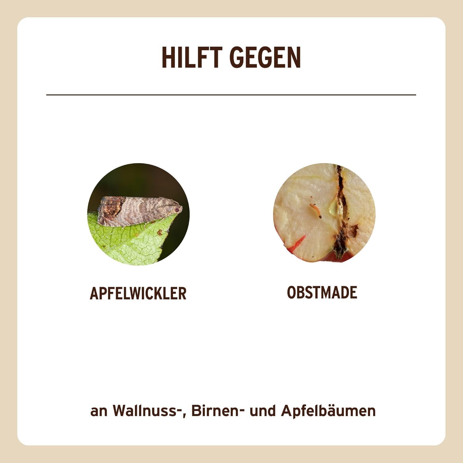 Substral Naturen Obstmaden - Falle gegen Apfelwickler an Äpfeln Birnen und Walnüssen (Obstmade) 1 Set — Ansicht 5