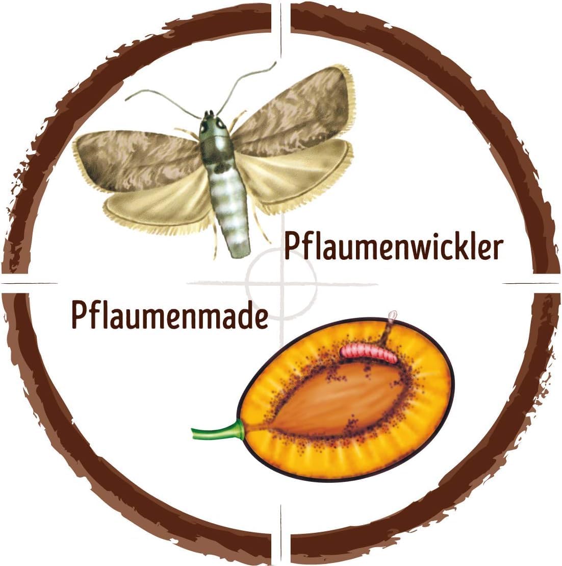Substral Naturen Pflaumenmaden - Falle zum Abfangen der Pflaumenwicklermännchen Klebefalle mit Lockstoff 1 Set — Ansicht 5