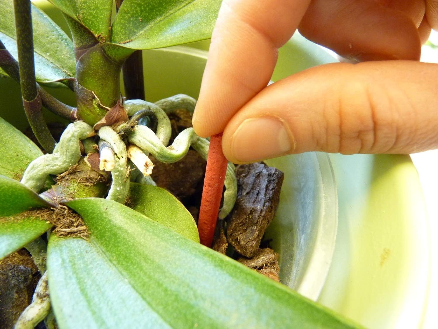 Substral Orchideen - Düngestäbchen 10 St. mit Eisen - Plus und 2 Monate Langzeitwirkung — Ansicht 3