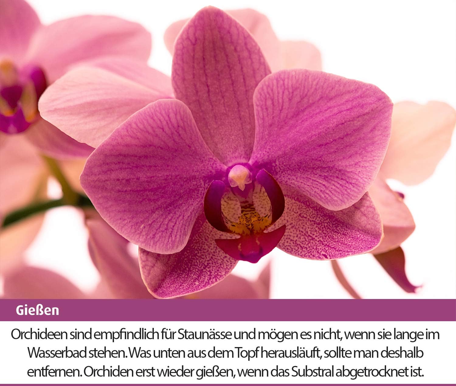 Substral Orchideen Nahrung 250ml, Flüssige Spezialnahrung für alle Orchideenarten mit natürlichen Biostimulanzien — Ansicht 4
