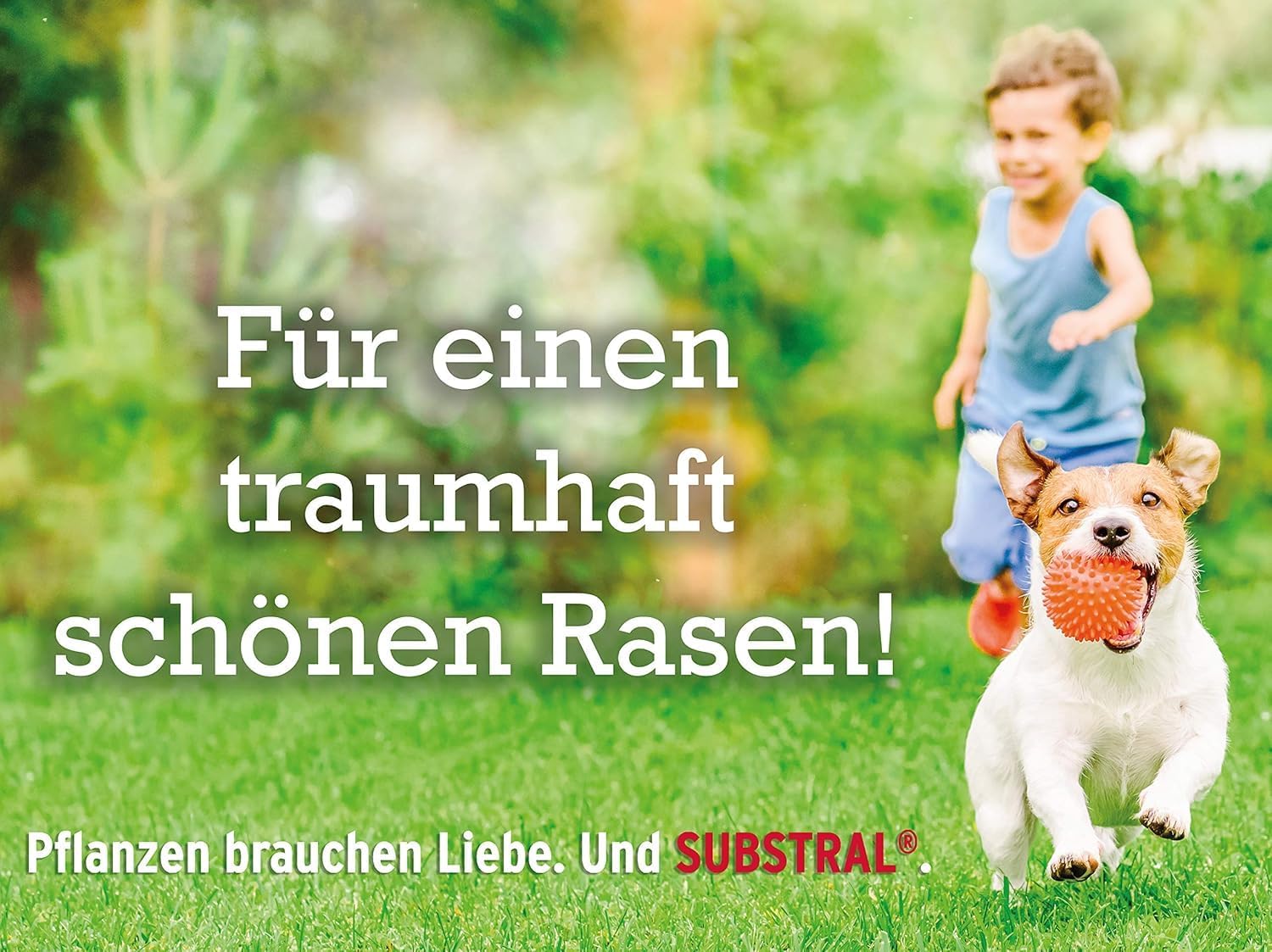 Substral Rasensamen Die Nachsaat, Rasensaat, Schnell keimende strapazierfähige Rasenreparatur-Mischung, 2 kg für 100 m2 — Ansicht 6