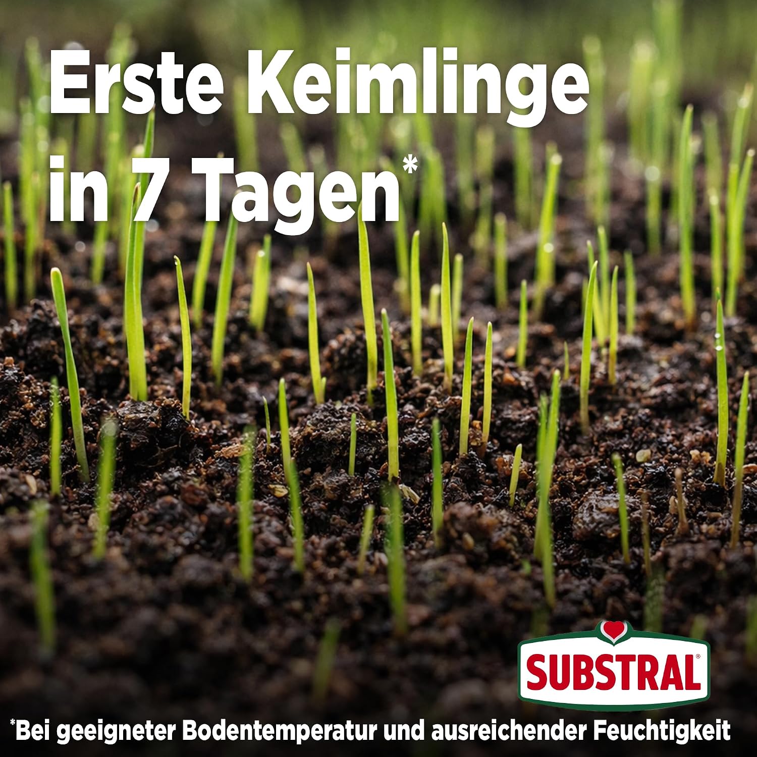 Substral Rasensamen Express Nachsaat 2,4kg Nachsaat für 120 m2 schnell keimend für dichten Rasen & Lückenreparatur — Ansicht 3