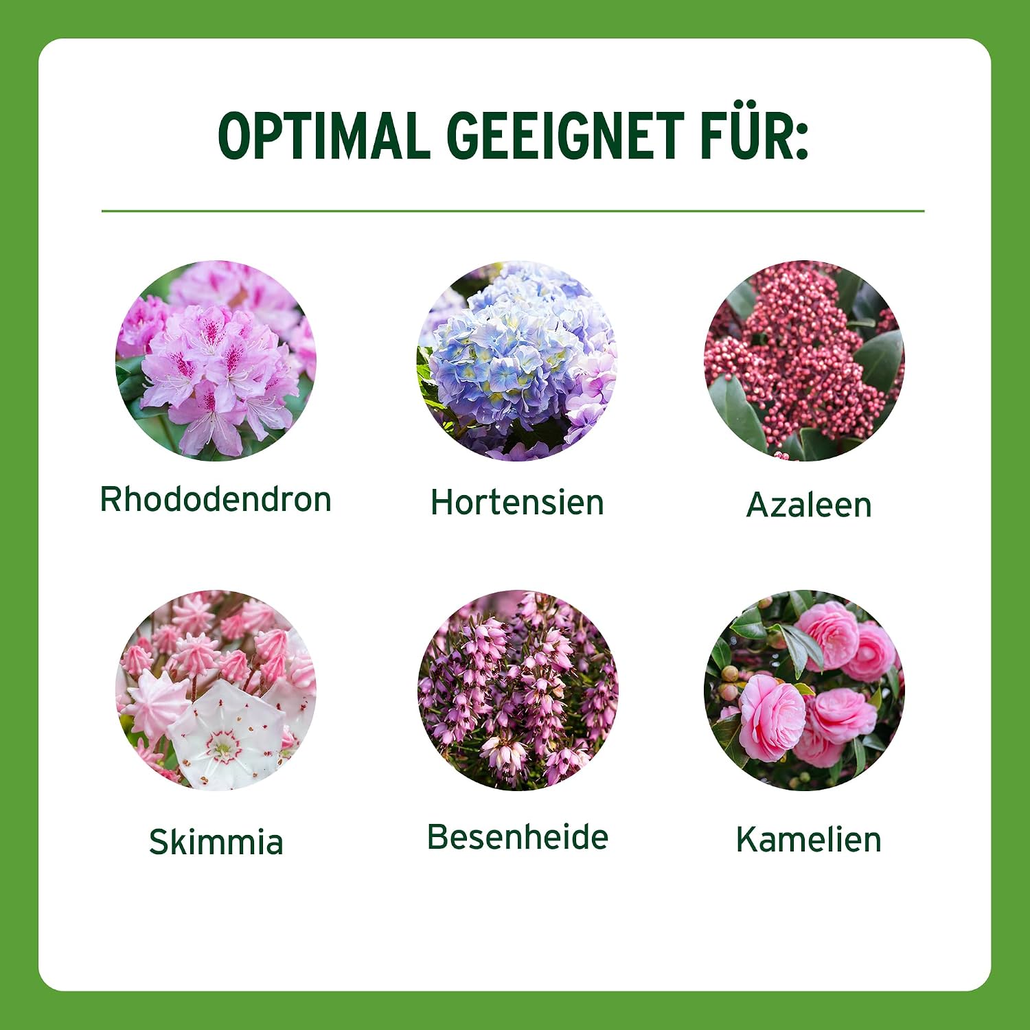 Substral Rhododendron Erde 40L, saure Erde für prachtvolle Rhododendren & Hortensien sowie schmackhafte Heidelbeeren & Preiselbeeren & Co. — Ansicht 5