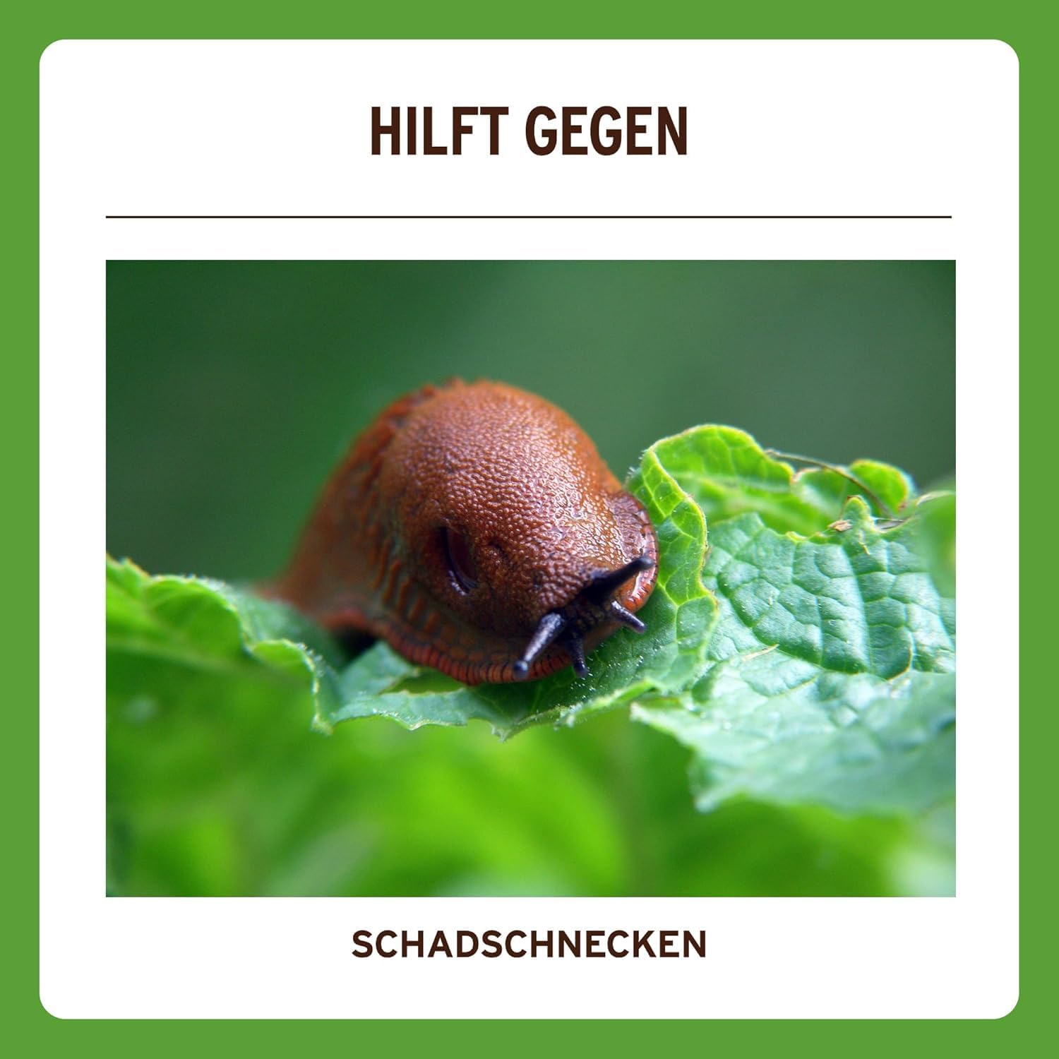 Substral Schneckenkorn LIMEX Ultra 2x500g Vorteilspackung für 2 x 500qm hochwirksamer Schutz gegen Schnecken für Obst Gemüse & Zierpflanzen — Ansicht 6