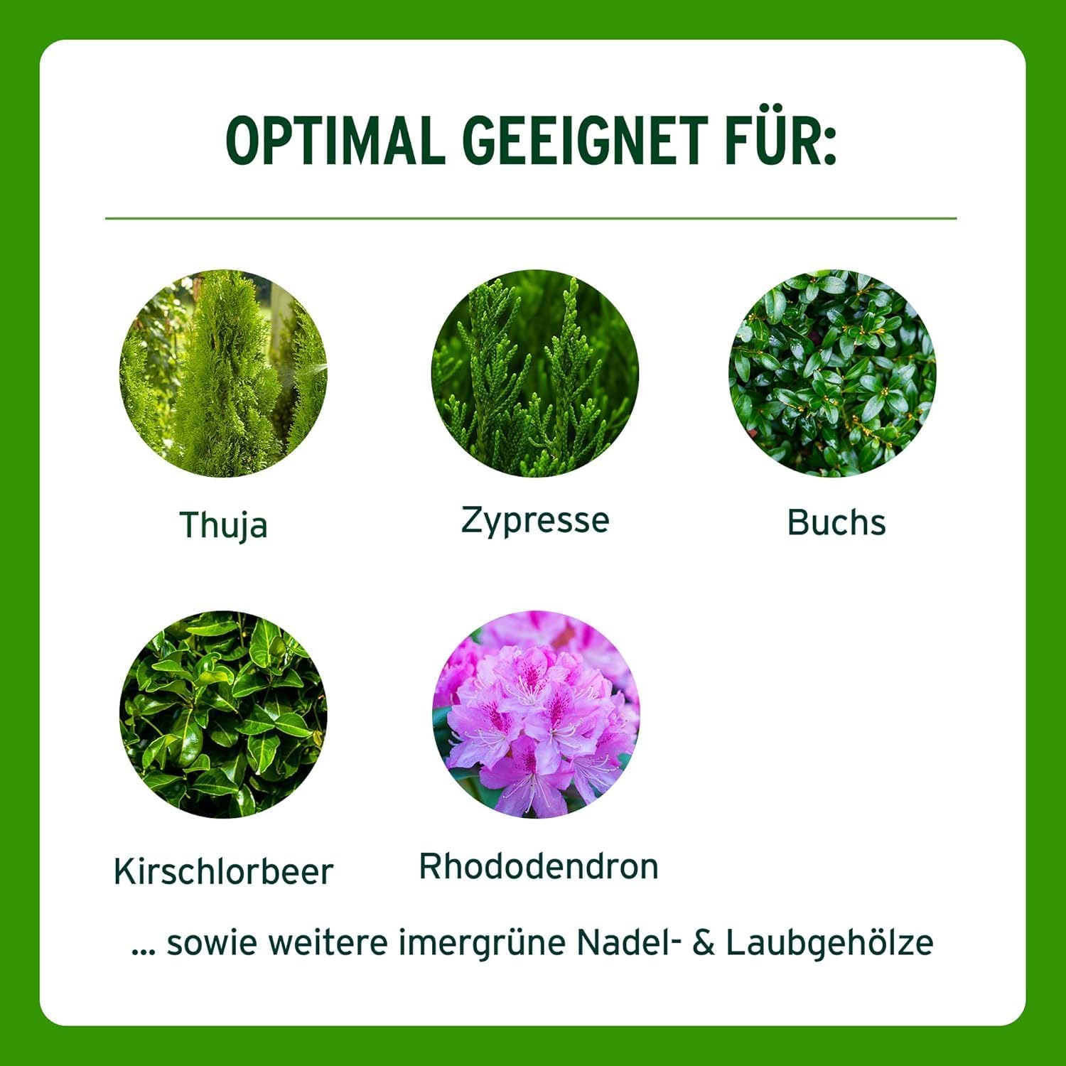 Substral Thuja - Vital 500ml Spezial - Dünger zum Spritzen und Gießen für Thujen Zypressen Buchs Kirschlorbeer o.ä. — Ansicht 4